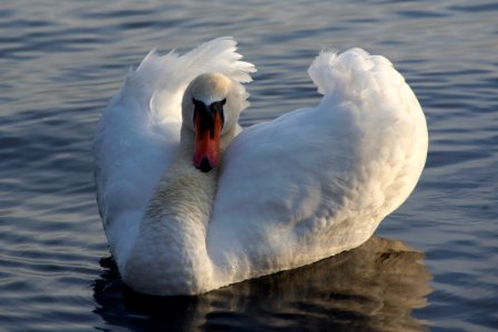cygne