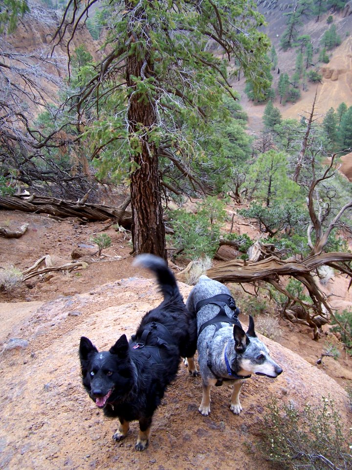 Red Mountain Trail