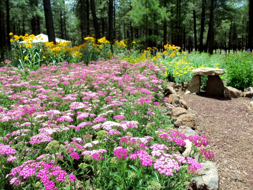 Arboretum at Flagstaff Penstemon Festival