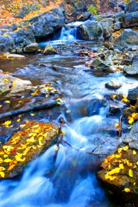stream yellow leaves