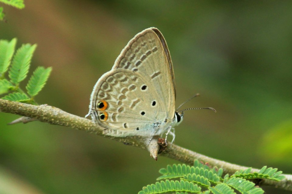 Euchrysops cnejus (Fabricius, 1798) – Gram Blue