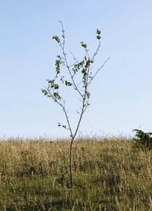 Only prairie drôme