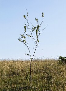 Only prairie drôme photo