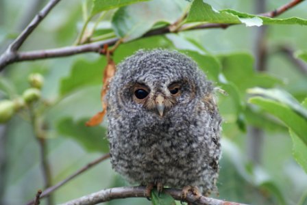 Owl
