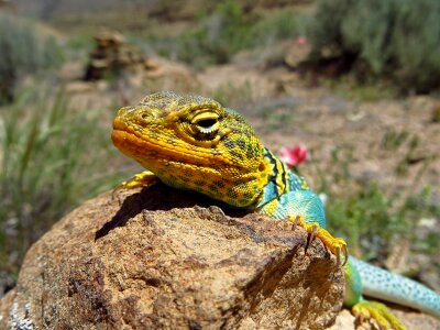 Wildlife nature head photo