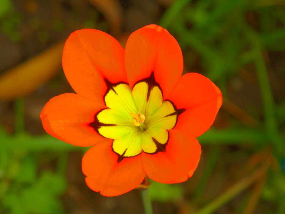 Flower spring floral