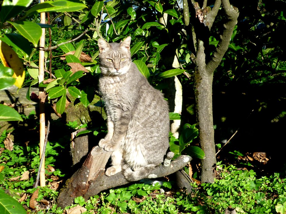 montesenario immagini images