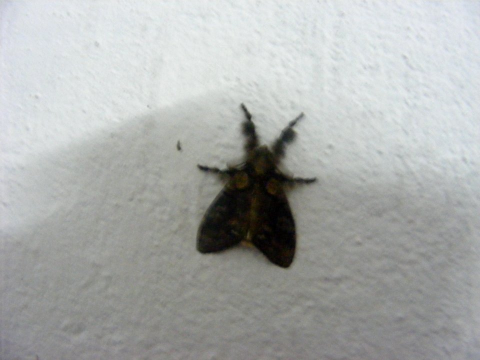 Olene sp., Lymantriidae