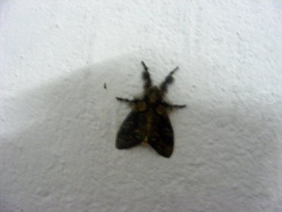 Olene sp., Lymantriidae