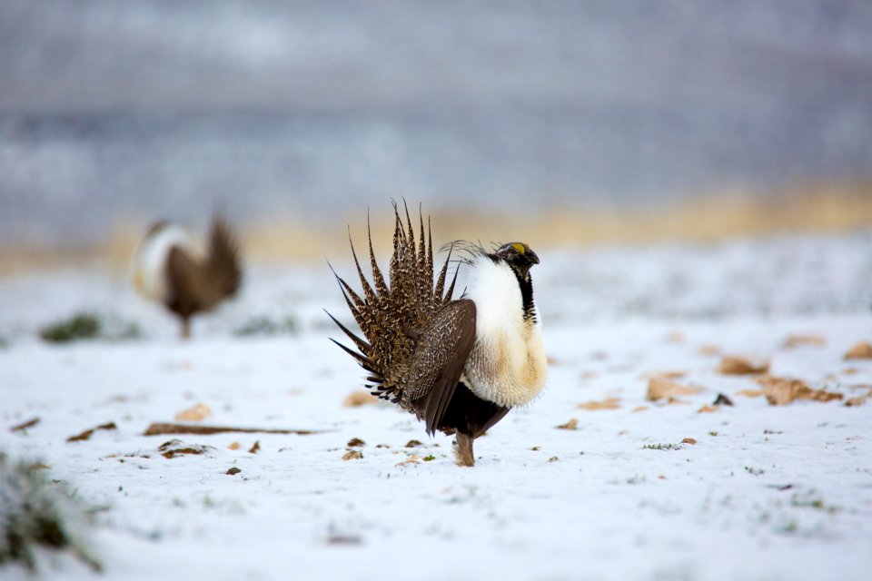 Sage-Grouse  Snow ET5A2311
