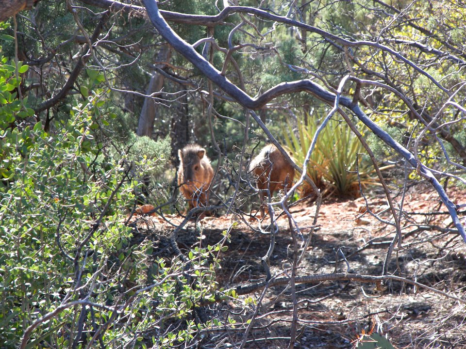 Soldier Pass Trail