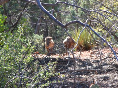 Soldier Pass Trail