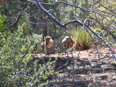 Soldier Pass Trail photo