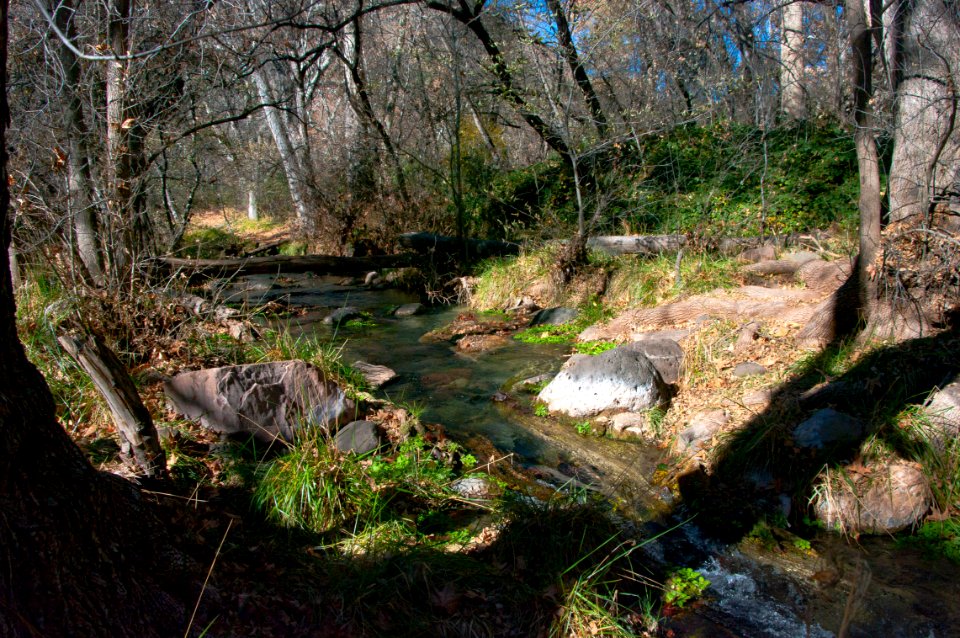 Fossil Springs Wilderness: Springs Area