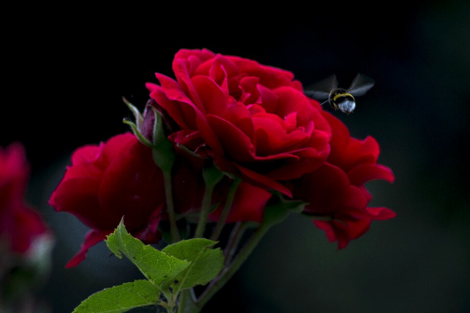 Spray dark black background
