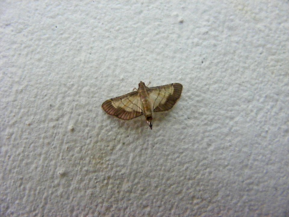 Cnaphalocrocis poeyalis, Crambidae, Spilomelinae