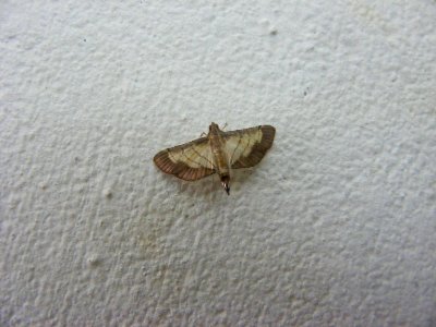 Cnaphalocrocis poeyalis, Crambidae, Spilomelinae