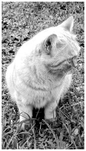 Une grosse peluche...