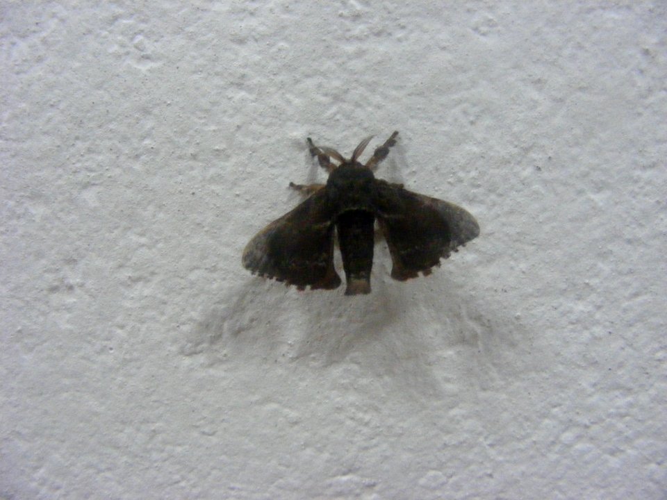 Ocinara or Trilocha, Bombycidae