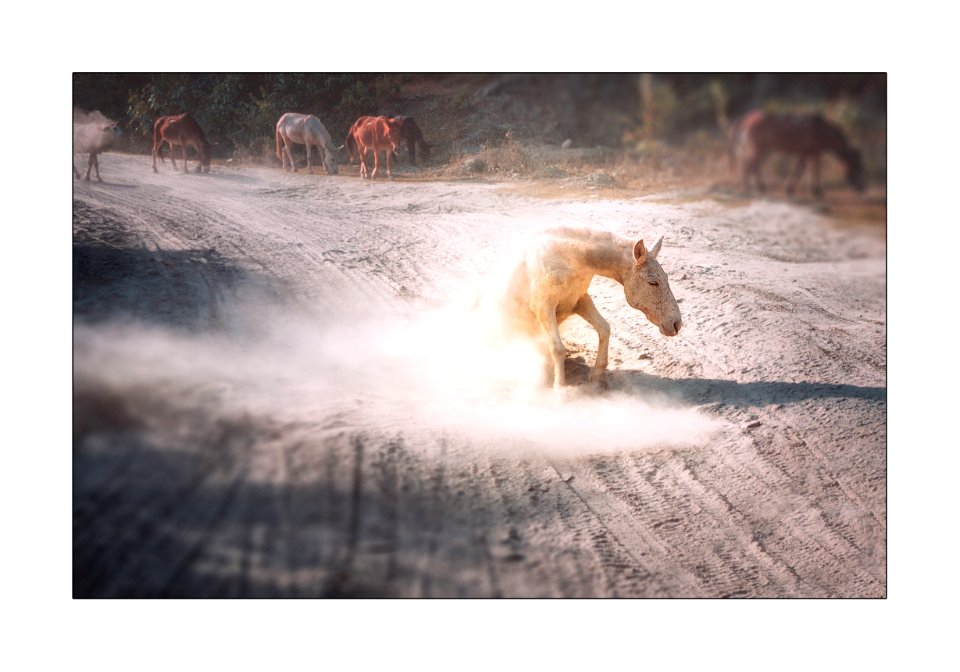 How horses are made.