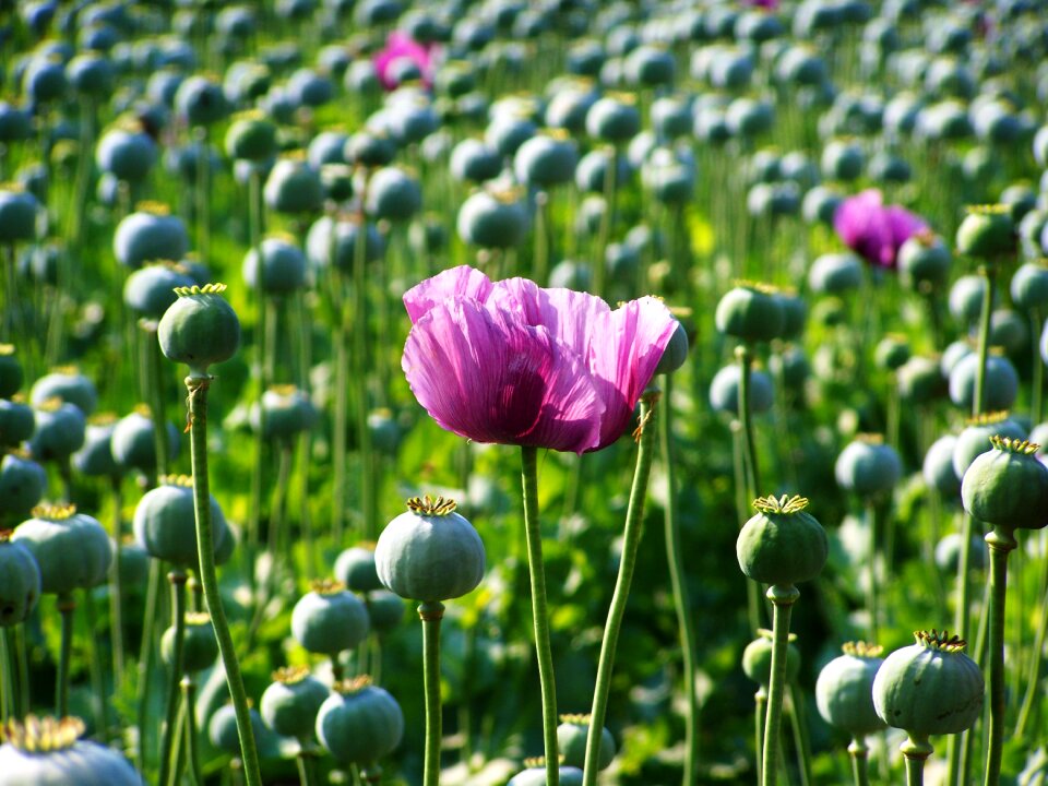 Poppy flower purple flower poppy buds