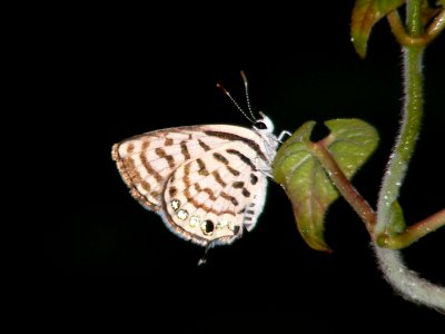Striped Pierrot (Rounded Pierrot) female