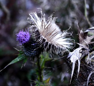 Short Thistle