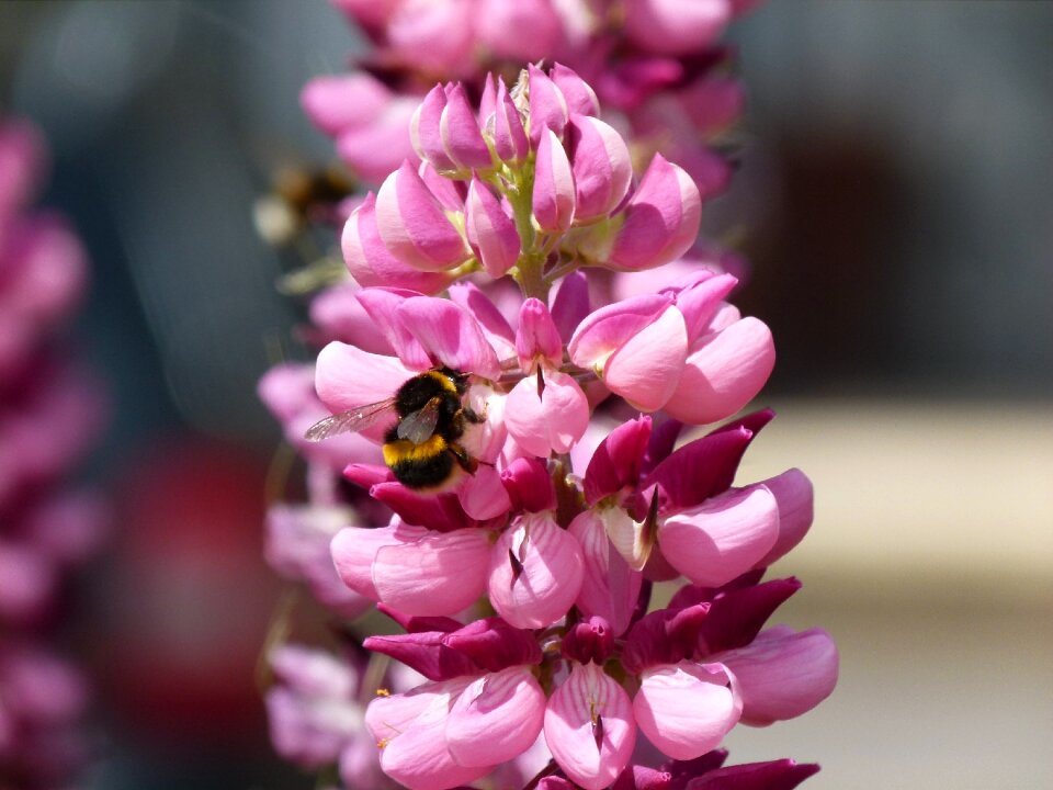 Garden bee bumble