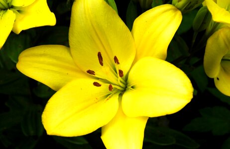Flowers yellow plant photo