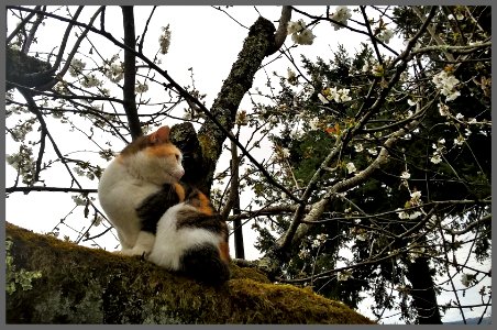 Chat perché, Lilly photo