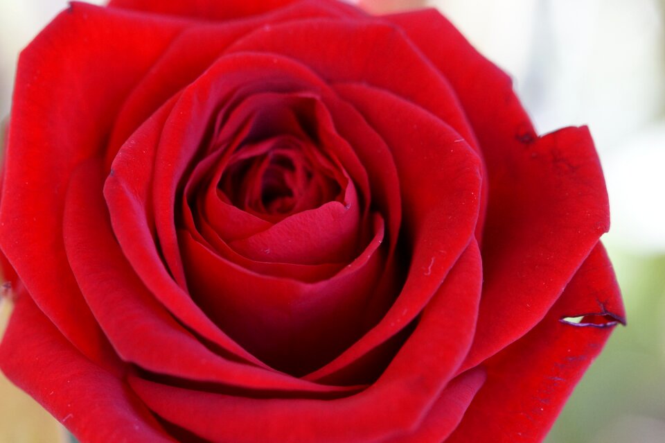 Flower blossom bloom