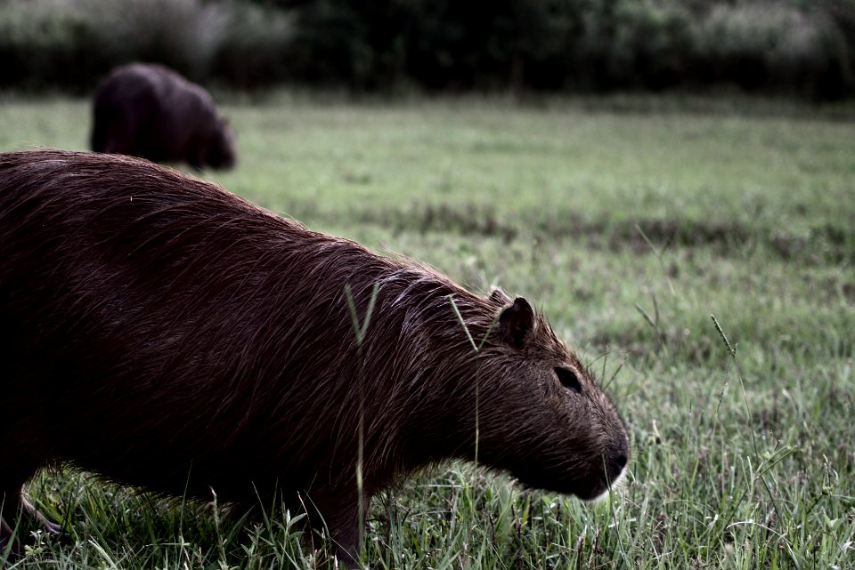 Carpincho / Capybara