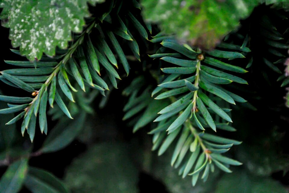 Forest nature branch
