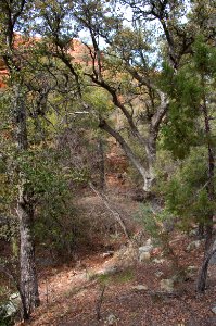 Loy Canyon Trail photo