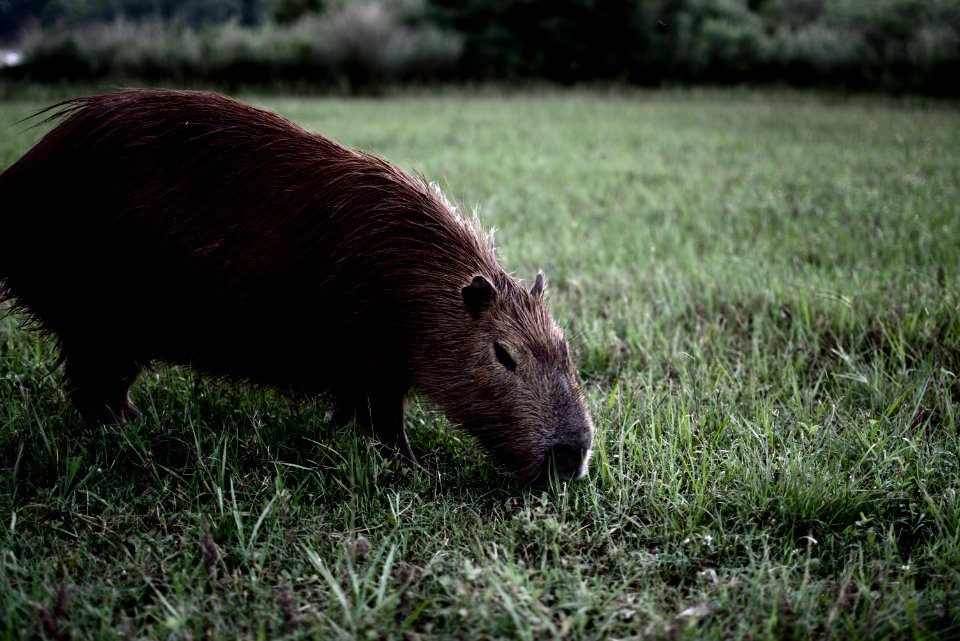 Carpincho / Capybara