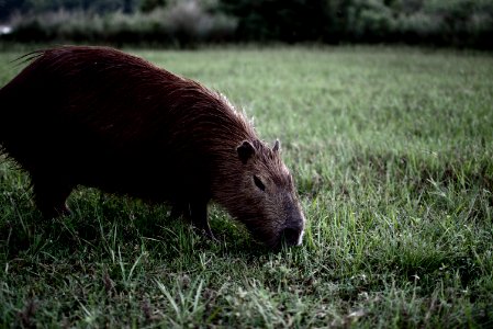 Carpincho / Capybara