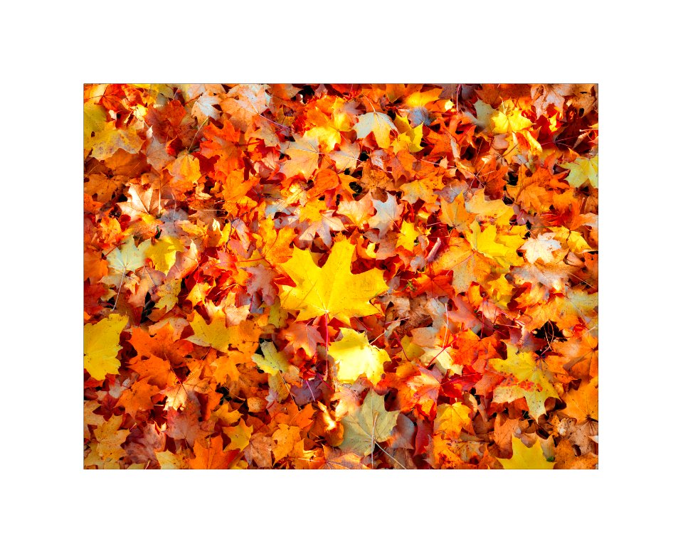 Autumnal background.