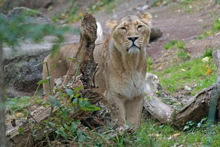 Indian lion female predator