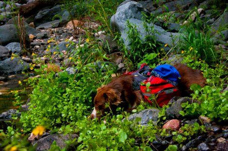 Little L.O. Trail No. 6