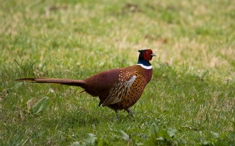 Feather wildlife fowl