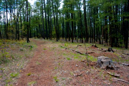 Dorsey Trail No. 7