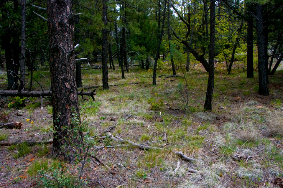 Dorsey Trail No. 7