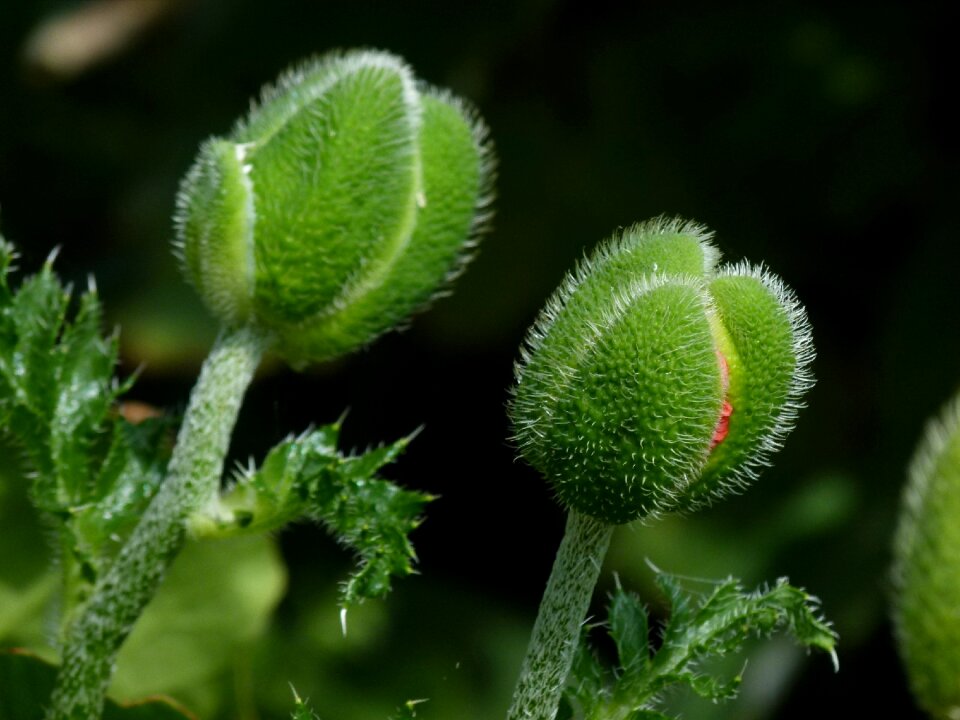 Poppy head flower