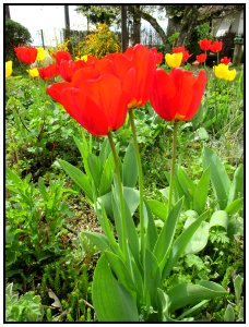 Tulipes photo