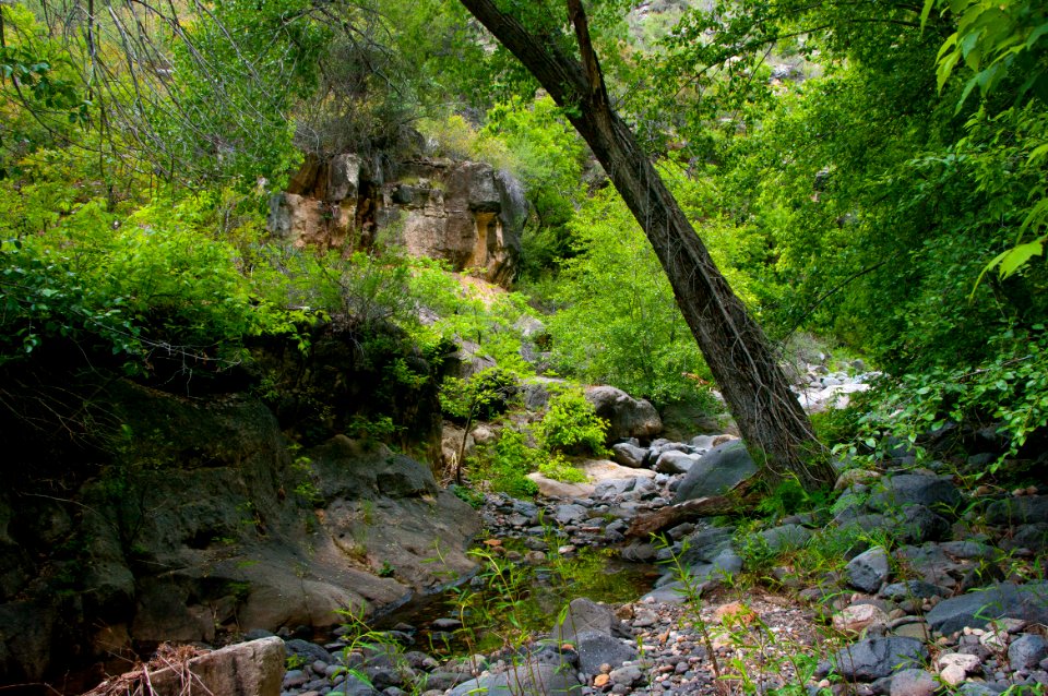 Little L.O. Trail No. 6