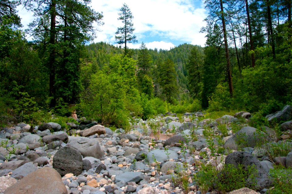 Little L.O. Trail No. 6