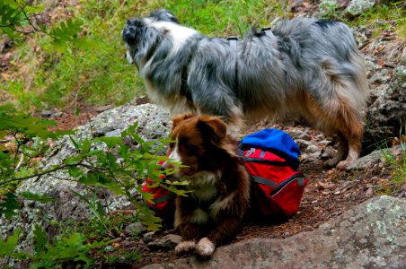 Little L.O. Trail No. 6