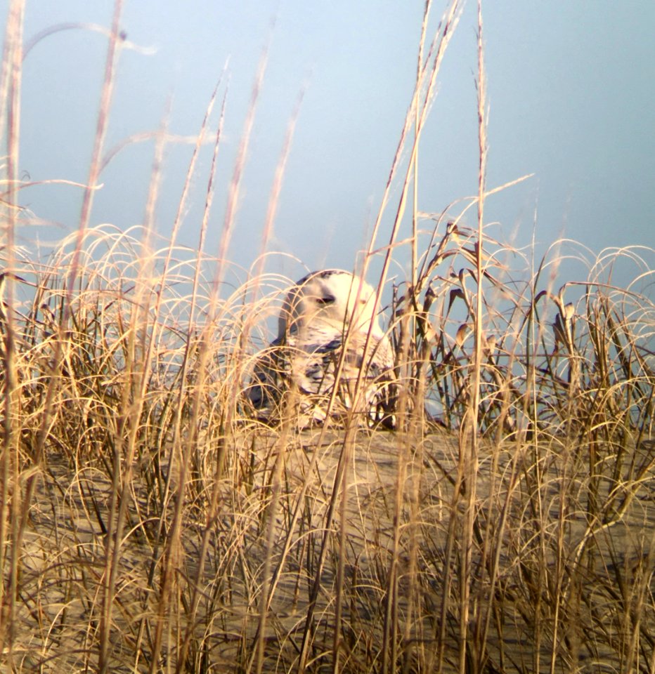 Snowy Owl on Ocracoke Island dune
