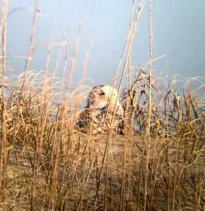 Snowy Owl on Ocracoke Island dune photo