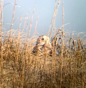 Snowy Owl on Ocracoke Island dune
